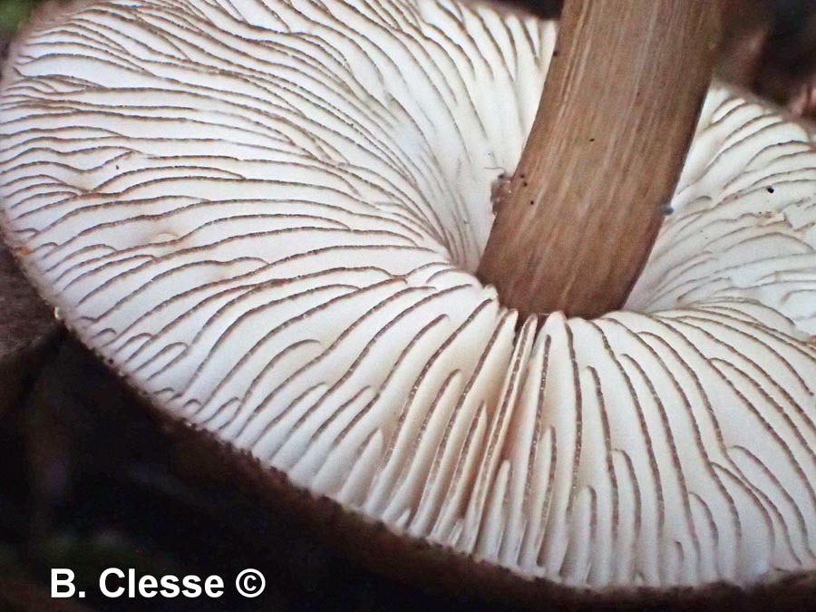 Pluteus tricuspidatus
