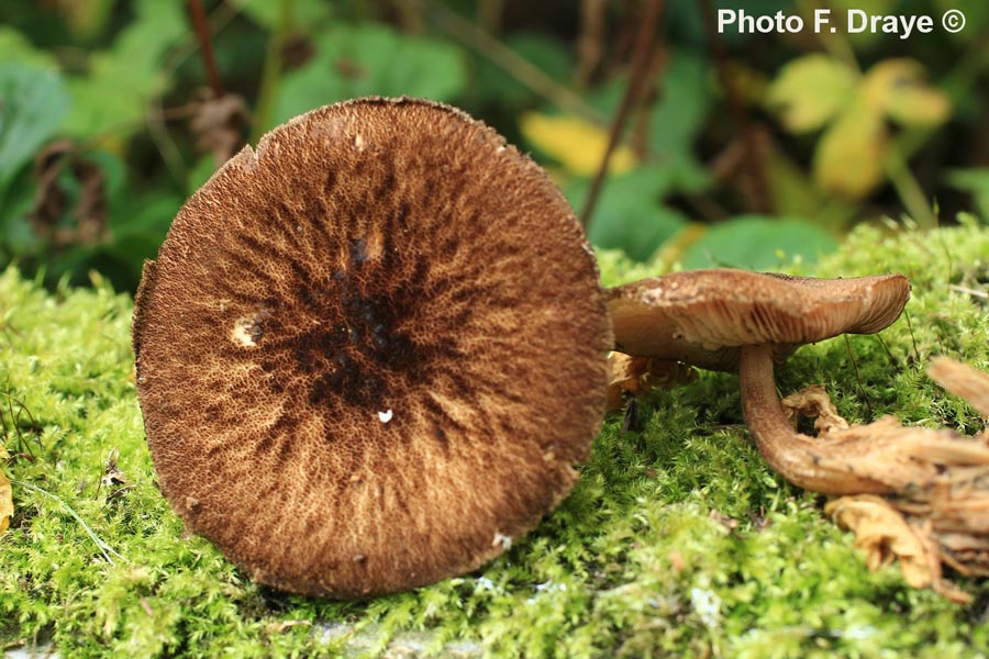 Pluteus umbrosus