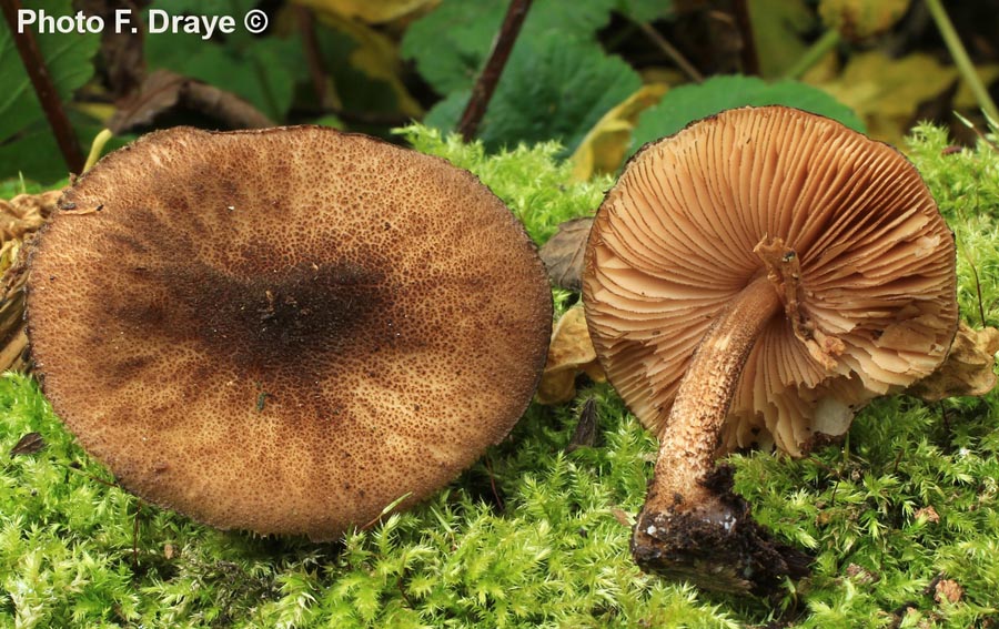 Pluteus umbrosus