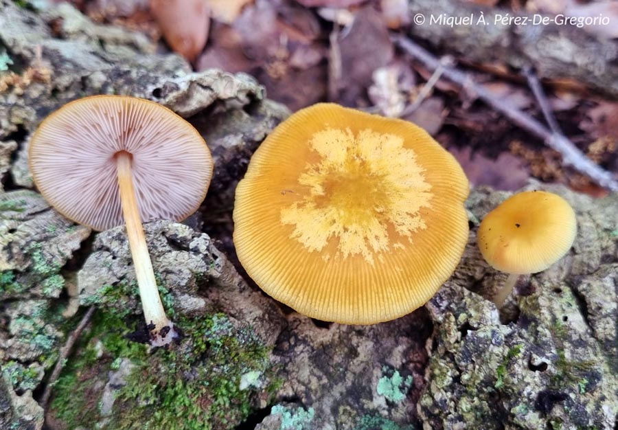 Pluteus variabilicolor