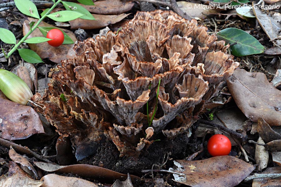 Podoscypha multizonata