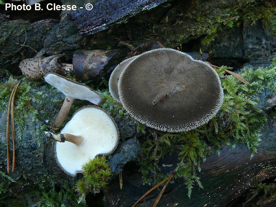 Polyporus brumalis