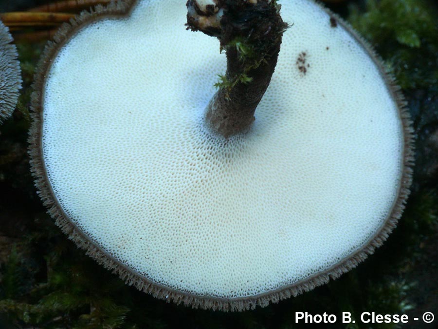 Polyporus brumalis