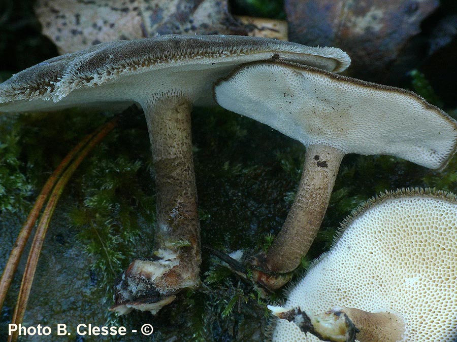 Polyporus brumalis