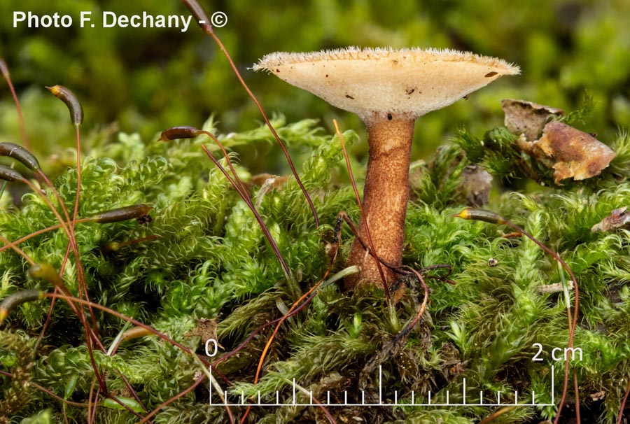 Polyporus brumalis