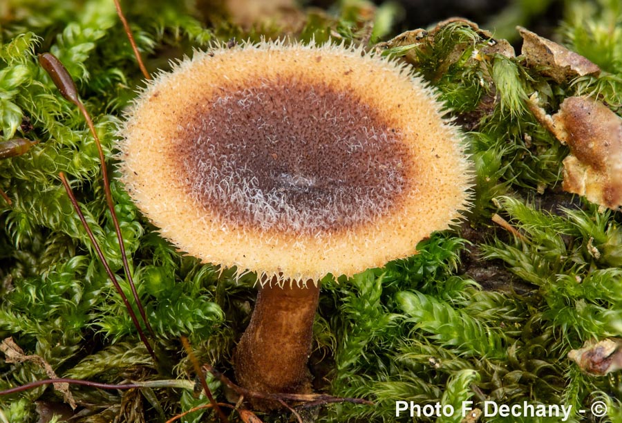 Polyporus brumalis