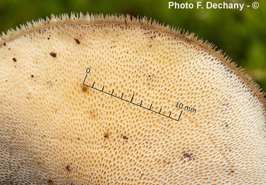 Polyporus brumalis