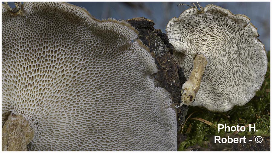 Polyporus brumalis