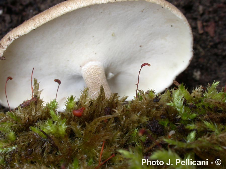 Polyporus ciliatus