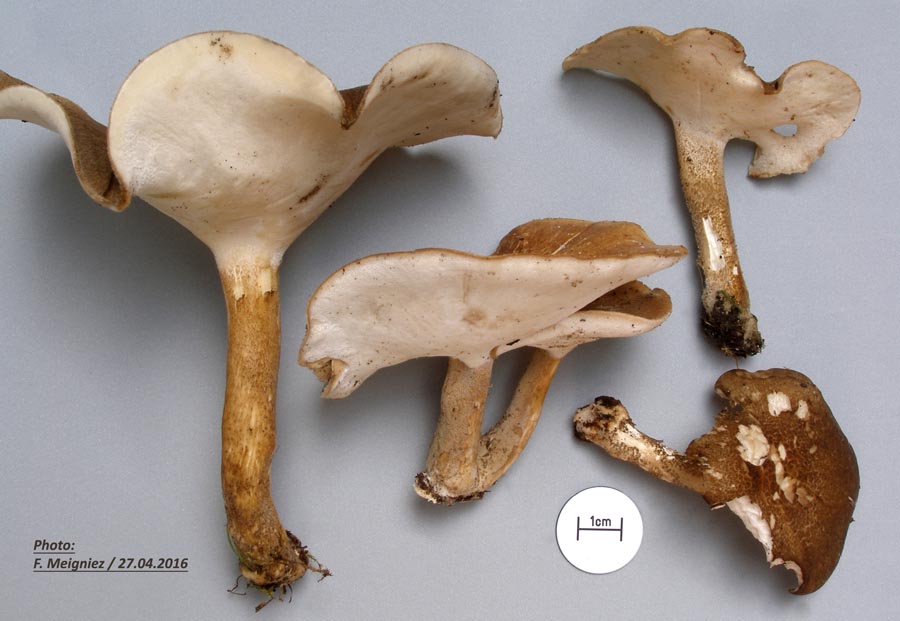 Polyporus ciliatus