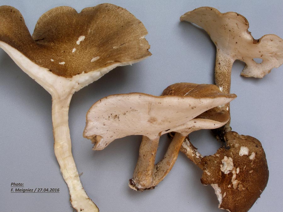 Polyporus ciliatus