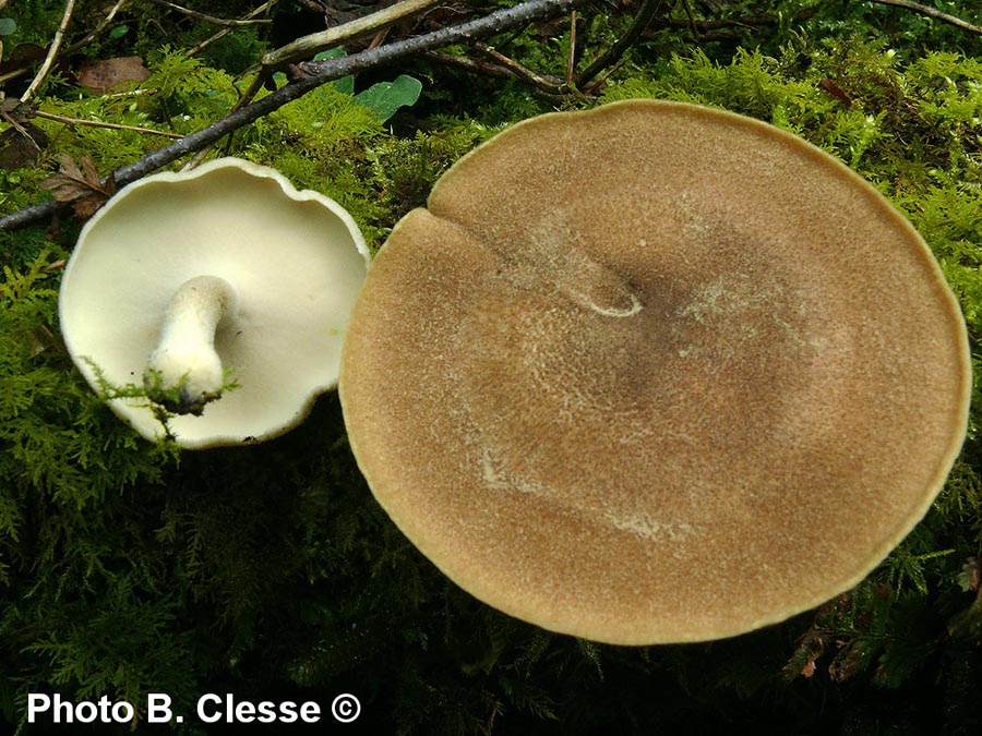 Polyporus ciliatus