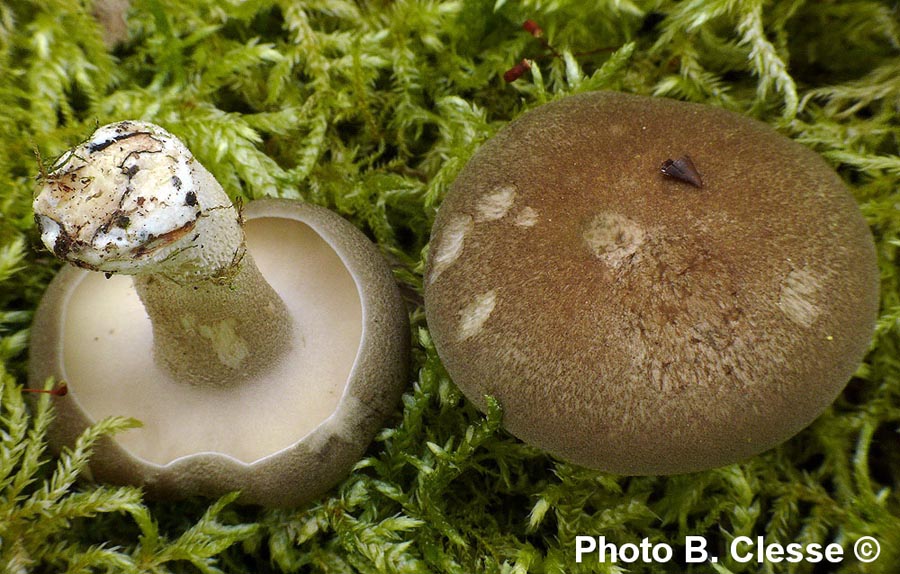 Polyporus ciliatus