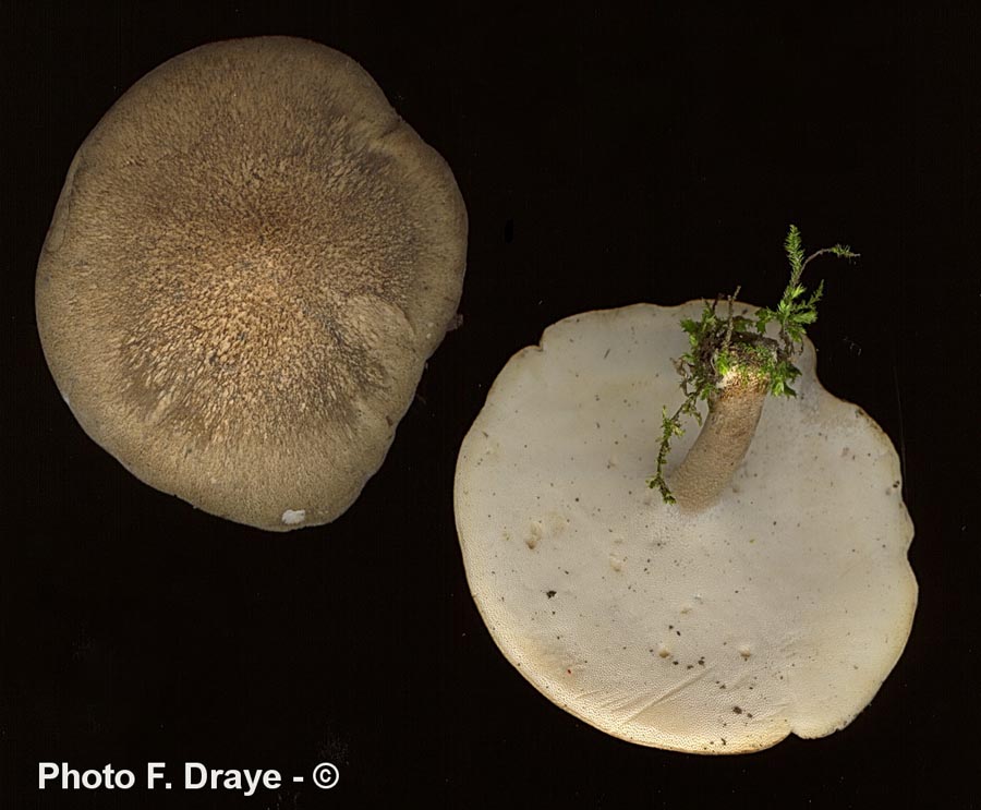 Polyporus ciliatus