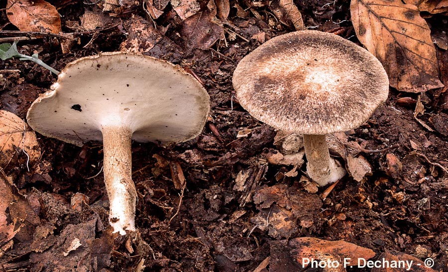 Polyporus ciliatus