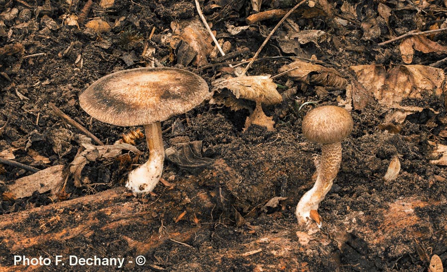 Polyporus ciliatus