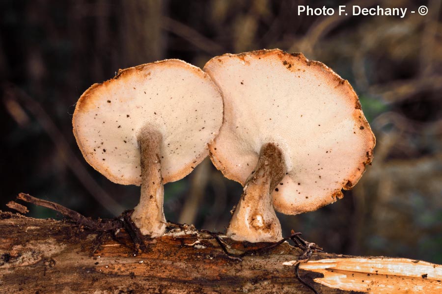 Polyporus ciliatus