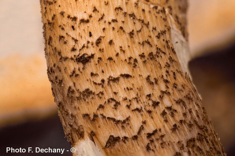 Polyporus ciliatus