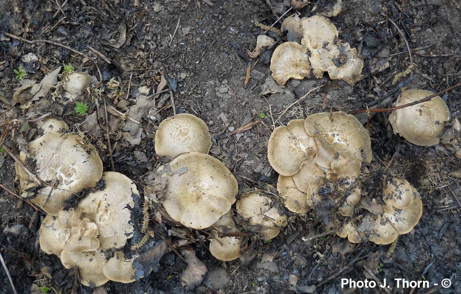 Polyporus corylinus