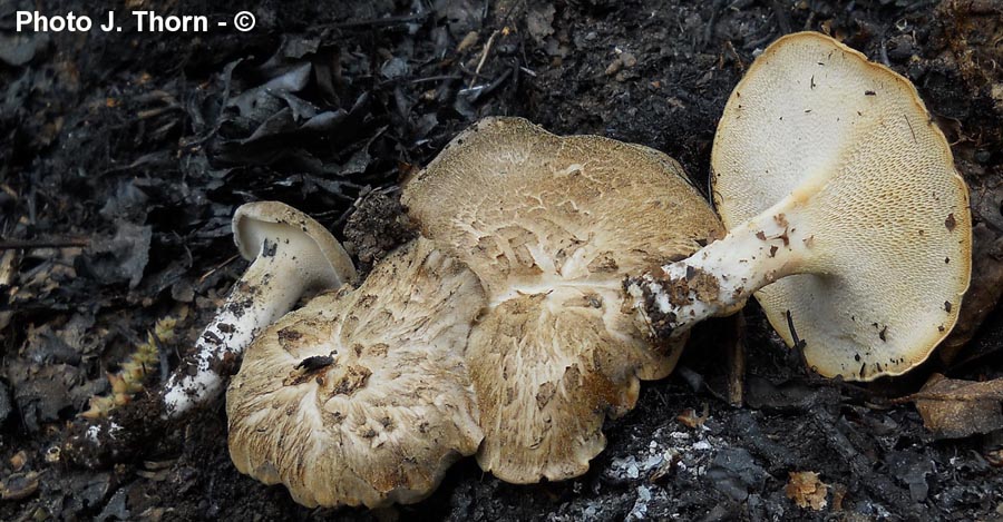 Polyporus corylinus