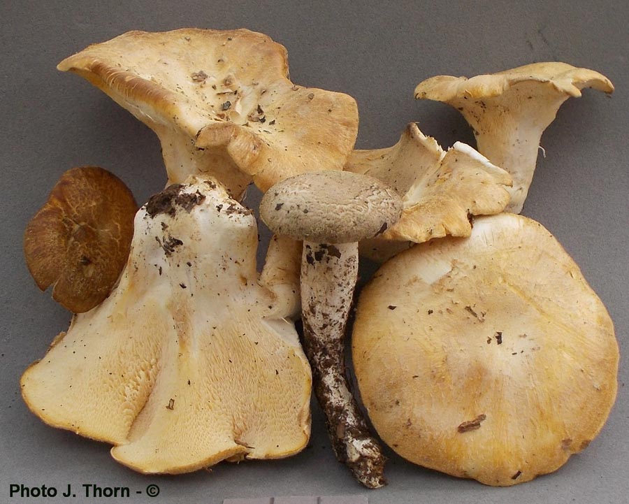 Polyporus corylinus