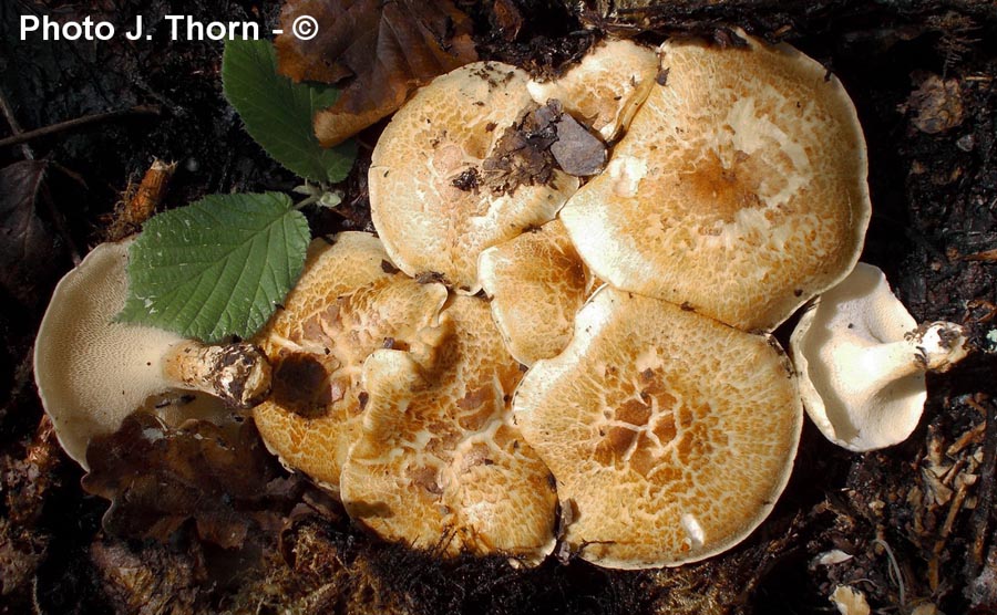 Polyporus corylinus