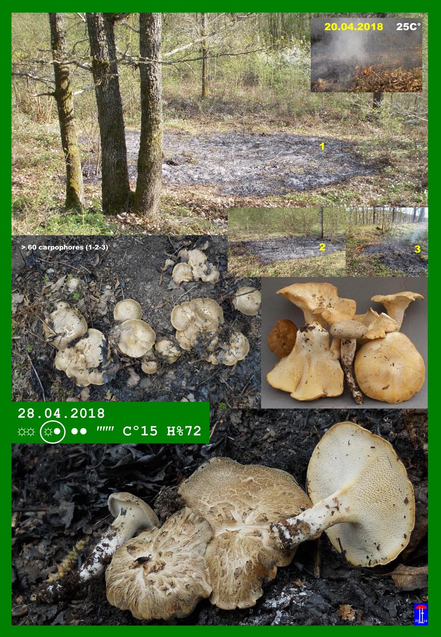 Polyporus corylinus