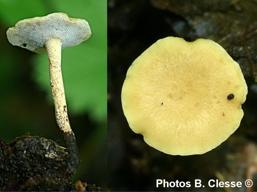 Polyporus leptocephalus