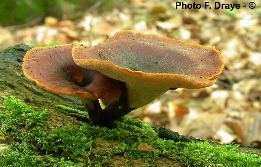 Polyporus leptocephalus