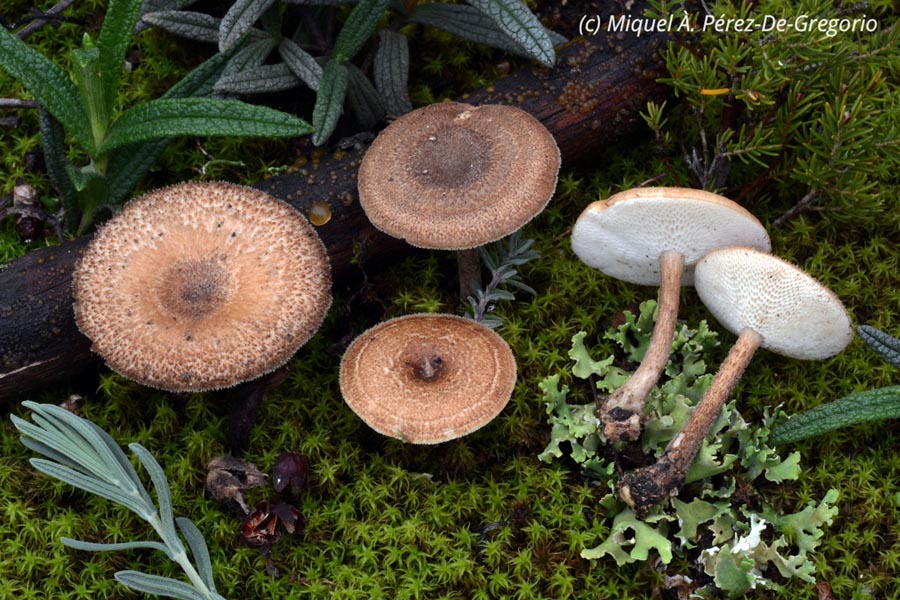 Polyporus meridionalis (Cerioporus meridionalis)