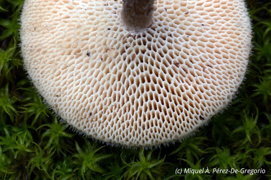 Polyporus meridionalis (Cerioporus meridionalis)