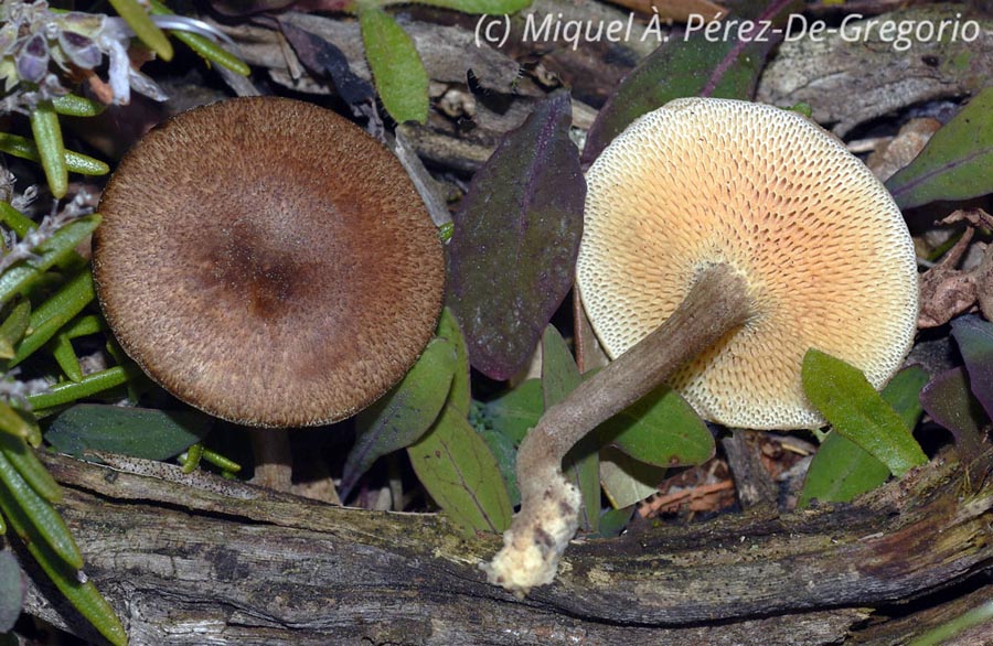 Polyporus meridionalis (Cerioporus meridionalis)