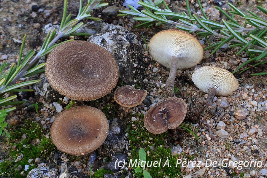 Polyporus meridionalis (Cerioporus meridionalis)