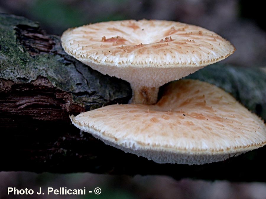 Polyporus mori (= P. alveolaris) (Neofavolus alveolaris)