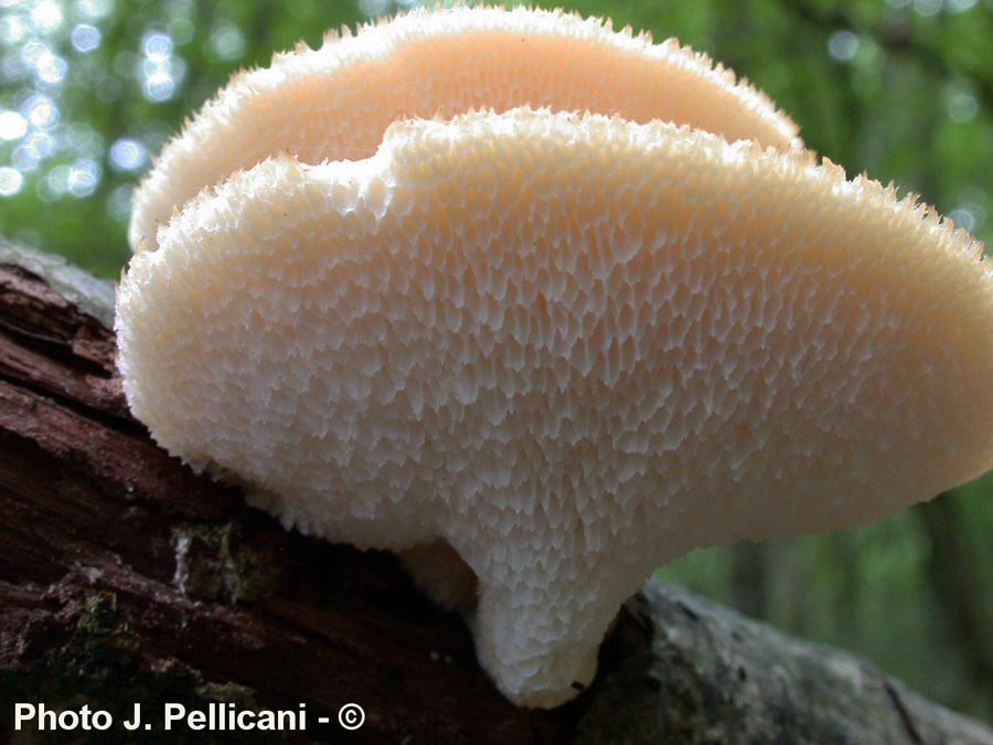 Polyporus mori (= P. alveolaris) (Neofavolus alveolaris)