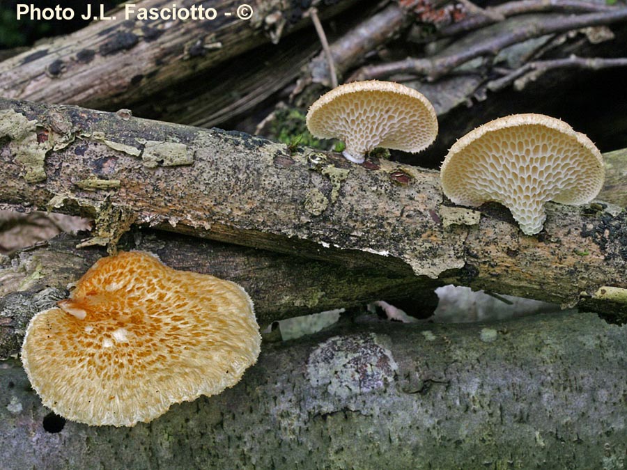 Polyporus mori