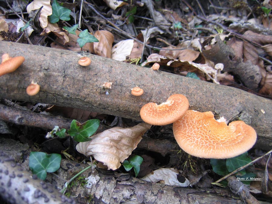 Polyporus mori (= P. alveolaris) (Neofavolus alveolaris)