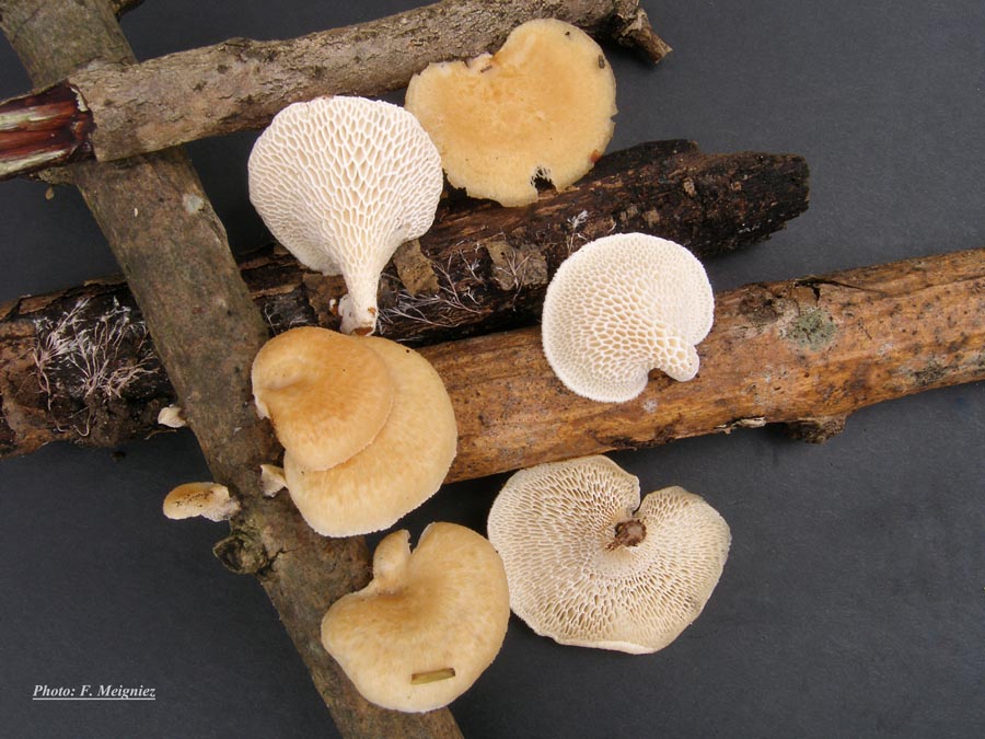 Polyporus mori (= P. alveolaris) (Neofavolus alveolaris)