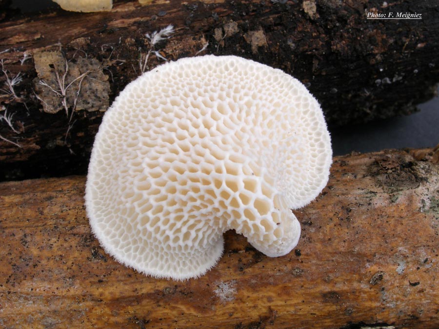 Polyporus mori (= P. alveolaris) (Neofavolus alveolaris)