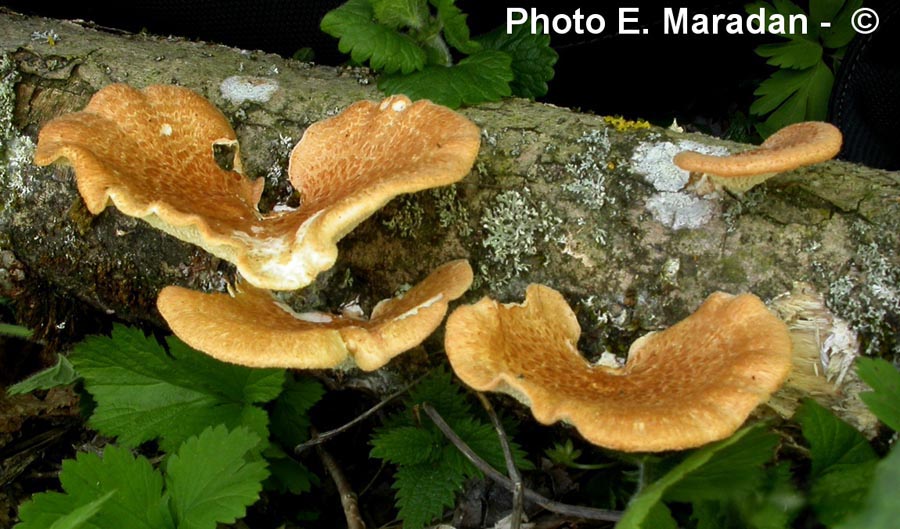 Polyporus mori (Polyporus alveolaris, Neofavolus alveolaris)