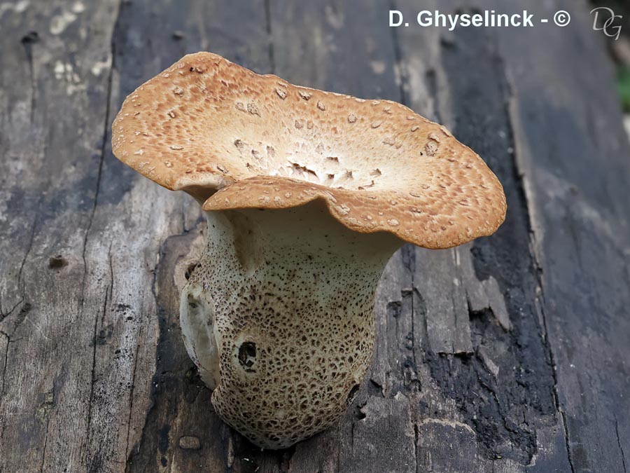 Polyporus squamosus