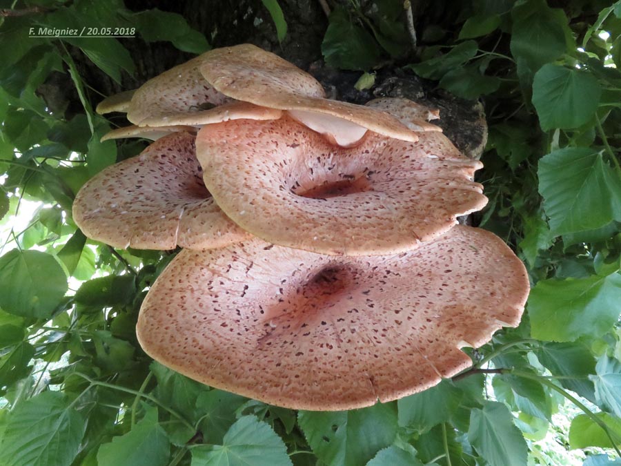 Polyporus squamosus