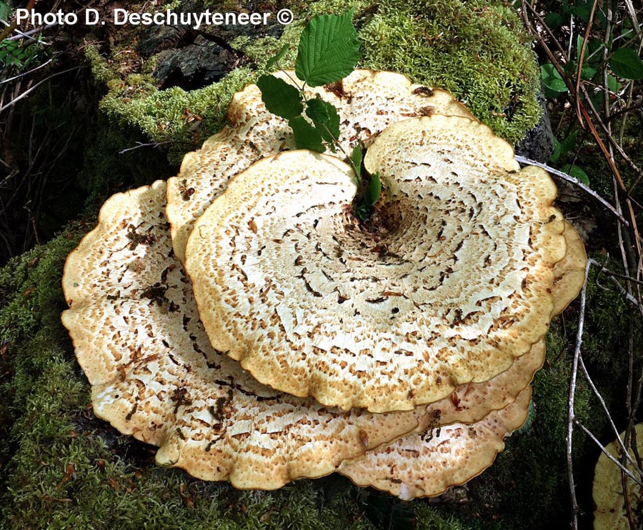 Polyporus squamosus