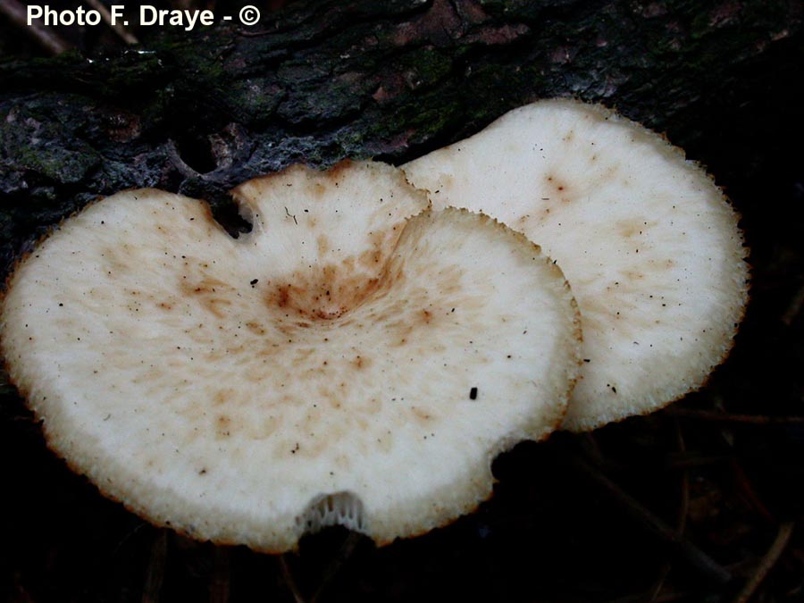 Polyporus squamosus