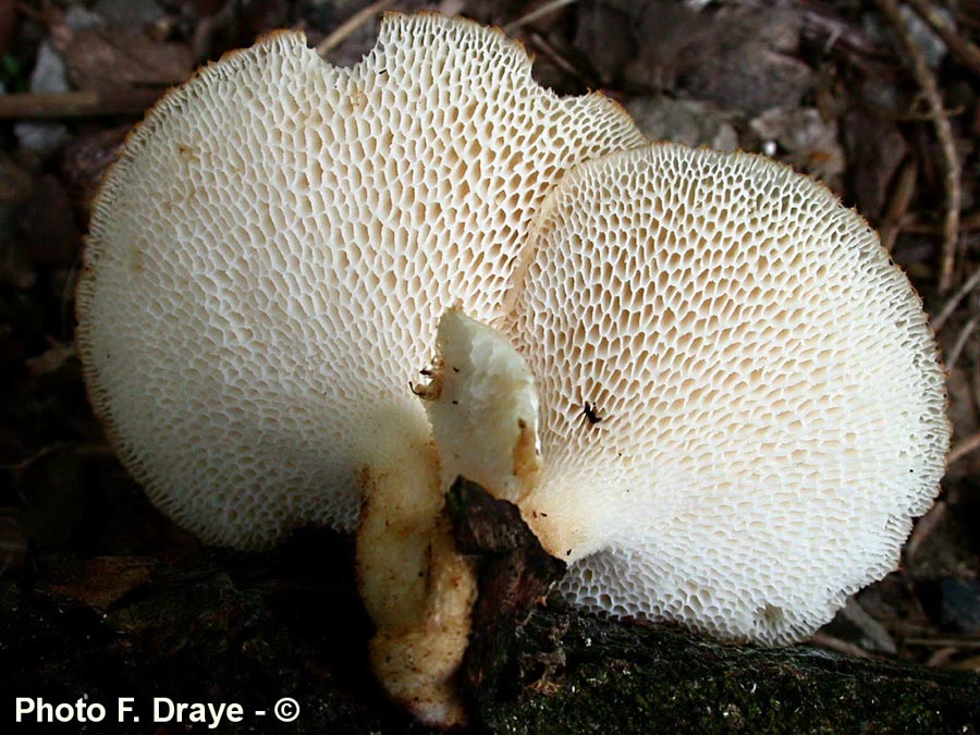 Polyporus squamosus