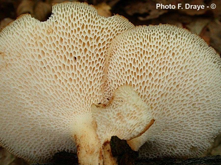 Polyporus squamosus