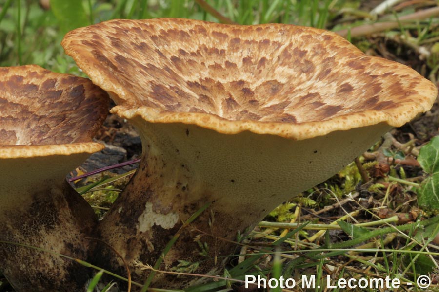 Polyporus squamosus