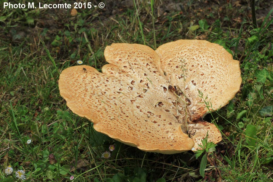 Polyporus squamosus