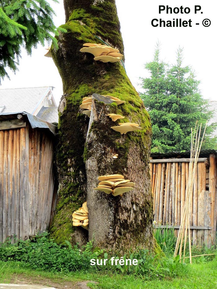 Polyporus squamosus