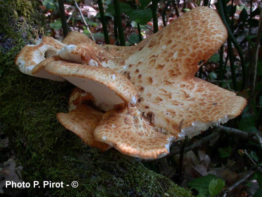 Polyporus squamosus